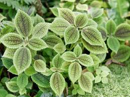 Maybe you would like to learn more about one of these? 5 Jenis Tanaman Hias Indoor Pilea Harga Di Bawah Rp500 Ribu