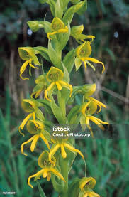 Image result for Habenaria afra