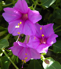 Image result for Embelia multiflora