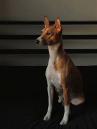 A black and brown dog is a dog with black and brown colours or markings on its coat. Basenji Mix Embark Basenji Dogs Dog Breeds Best Dog Breeds