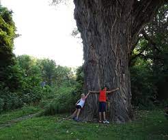 One of the largest Cottonwood Trees in Kansas | Farmer Days