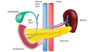 All of your ribs attach to your spine, but only the top seven pairs connect to your sternum. 10 Essential Facts About Your Gallbladder Everyday Health