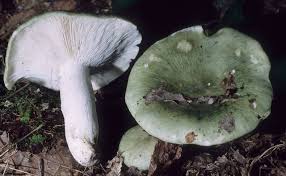 Image result for Russula variata