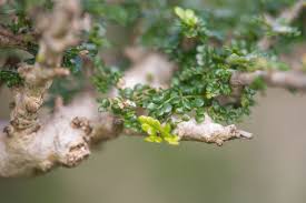 Image result for Commiphora kua