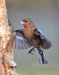 visit our new look galleries to view and search images of thousands of bird species and join our worldwide commu animals beautiful horse pictures bird species