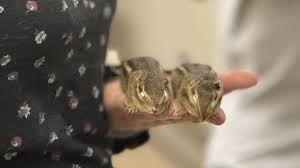 Chipmunk specimens in the Field Museum’s collection were used to assess how mammals are adapting to urbanization. (Patty Wetli / WTTW News)