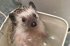 Free shipping on orders over $25 shipped by amazon. Here S An Adorable Hedgehog Taking A Bath Because The World Can Still Be Pure And Good