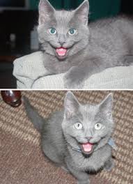24 Awesome Pictures Of The Smiliest Cats Ever We Love Cats And Kittens Smiling Cat Happy Cat Cats