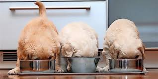 Hundefutter Selber Kochen Tolle Rezepte Fur Vierbeiner