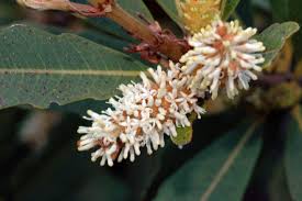 Image result for Cunoniaceae