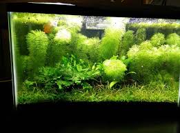 10 Gallon Low Tech It S Been Going For About 5 Months 50 Water Change Every 3 Weeks Miracle Grow Topped By Black San Low Tech Freshwater Aquarium Aquascape