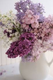 Flieder Schneiden Fur Reiche Und Aromatische Bluten Flieder Schneiden Blumen Flieder