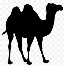 Are you searching for camel cartoon png images or vector? Watercolor Camel Desert Dubai Grapher Camel Racing Camel Trekking Camel Safari Png Klipartz