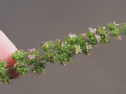 Image result for Mesosphaerum pectinatum