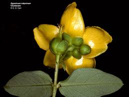 Image result for Clusiaceae