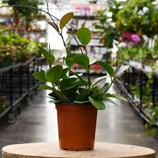 Image result for Hoya