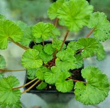 Image result for Pelargonium grossularioides