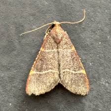 Image result for Cryptolepis hypoglauca