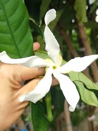 Image result for Tabernaemontana pachysiphon