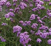 Железница, железняк, голубиная трава, сухая нехворощ. Verbena Bonariensis Lollipop 3 Count Flat Of Pint Pots Shrub Perennial Plants Gardener Direct