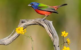 Support us by sharing the content, upvoting wallpapers on the page or sending your own. Beautiful Birds Wallpapers Hd Cute Colorful Bird 1600x1000 Download Hd Wallpaper Wallpapertip