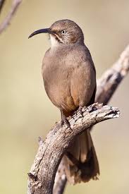 Common Birds Of Southern Arizona Crissal Thrasher Explore Pet Birds Birds Butterflies Beautiful Birds