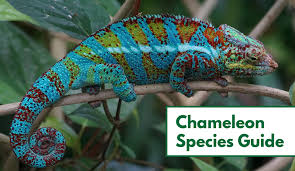 Lo que la distingue es su velocidad, un camaleón puede disparar la lengua a un objetivo a velocidades de hasta 100 kilómetros por hora. 70 Types Of Chameleons With Pictures Chameleon Species Guide