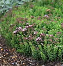 Image result for Origanum