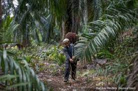 Teh herba peneroka felda, segamat. Felda Fgv And The Politicians Have Failed The Smallholders Dagang News