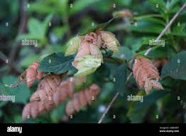 Image result for Zornia pratensis