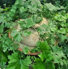 Image result for Motandra