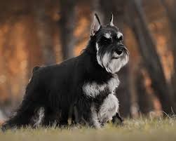 Black And Silver Mini Schnauzer Black Silver Mini Schnauzer In 2020 Miniature Schnauzer Schnauzer Dogs Best Dog Toys