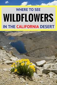 Welcome to palm desert,california, the diamond in the desert! Best Places To See Wildflowers In The California Desert Socal Field Trips