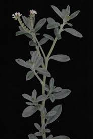 Image result for Euploca ovalifolia