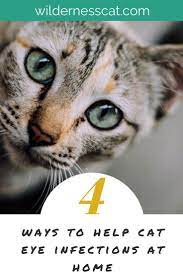 Home Remedies For Cat Eye Infection Wildernesscat Eye Infections Kitten Eye Infection Cat Eye Infection
