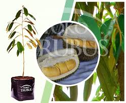 Penyakit layu bakteria tanaman pisang (musa spp) atau lebih di kenali dengan penyakit moko merupakan sejenis penyakit yang telah menyebabkan kerugian besar oleh petani di malaysia. Bibit Durian D24 Toko Trubus Official