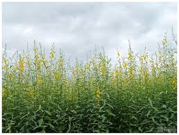 Image result for Sesbania rostrata