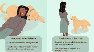 How Seizure Dogs Help People With Epilepsy