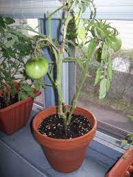 This takes between 5 and 11 days. Q A How Many Times Can You Count On A Rutgers Tomato Plant Re Flowering A Case Study On Maplewood Nj With A Focus On Suburban Planning Community And Youth Development