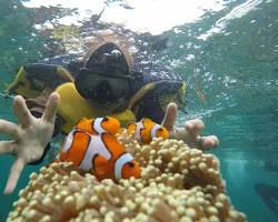 Gambar Snorkeling dan diving di Pulau Tegal Mas