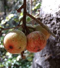 Image result for Ficus sur