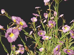 Image result for Mimulus gracilis