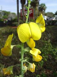 Image result for Crotalaria reptans
