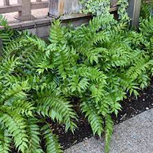 We did not find results for: Japanese Holly Fern Cyrtomium Falcatum In Richmond Fairfax Loudoun Prince William Fredericks Virginia Va At Meadows Farms Nurseries