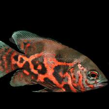 You can cancel your email alerts at any time. Oscar Cichlids Tropical Fish Aquarium Industries