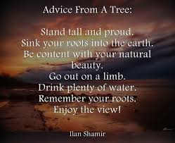 I saw this quote while traveling with my husband recently and it really stuck with me. Advice From A Tree Stand Tall And Proud Sink Your Roots Into The Earth Storemypic
