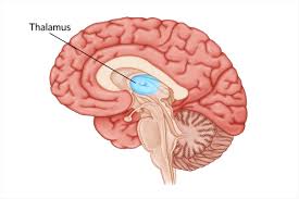 Image result for Thalamic Stimulation