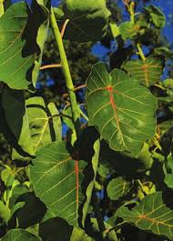 Image result for Ficus trichopoda