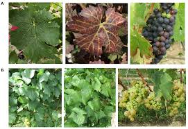 Image result for Grapevine leafroll virus