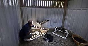 Flying higher: Illinois Raptor Center aids project to increase osprey  numbers